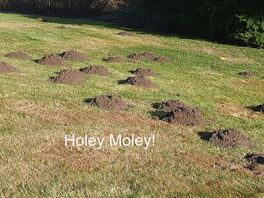 mole-exterminator-in sequim